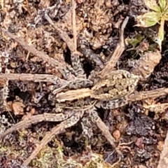 Venatrix pictiventris at QPRC LGA - 5 Jul 2022 by trevorpreston