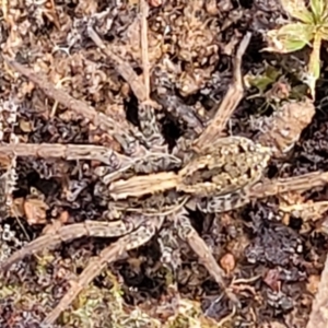 Lycosidae (family) at Carwoola, NSW - 5 Jul 2022