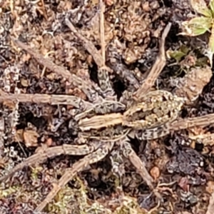 Lycosidae (family) at Carwoola, NSW - 5 Jul 2022