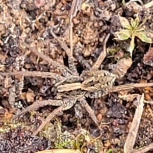 Lycosidae (family) at Carwoola, NSW - 5 Jul 2022