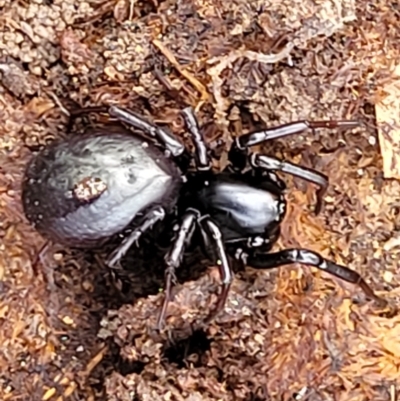 Storosa obscura (Dark Storosa) at Stony Creek Nature Reserve - 5 Jul 2022 by trevorpreston