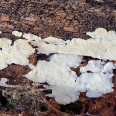 zz flat polypore - white(ish) at Carwoola, NSW - 5 Jul 2022 by trevorpreston