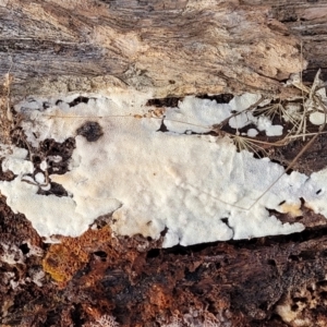 zz flat polypore - white(ish) at Carwoola, NSW - 5 Jul 2022