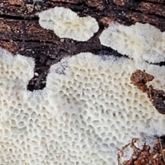 zz flat polypore - white(ish) at Carwoola, NSW - 5 Jul 2022