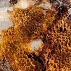 Unidentified Other non-black fungi  (TBC) at Carwoola, NSW - 5 Jul 2022 by trevorpreston