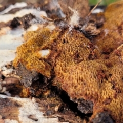 zz flat polypore - not white(ish) at Carwoola, NSW - 5 Jul 2022