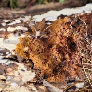 zz flat polypore - not white(ish) at Carwoola, NSW - 5 Jul 2022