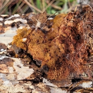 zz flat polypore - not white(ish) at Carwoola, NSW - 5 Jul 2022