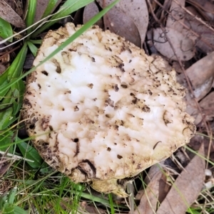 Laetiporus portentosus at Carwoola, NSW - 5 Jul 2022