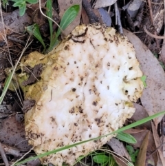 Laetiporus portentosus at Carwoola, NSW - 5 Jul 2022