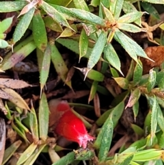 Astroloma humifusum (Cranberry Heath) at Carwoola, NSW - 5 Jul 2022 by trevorpreston