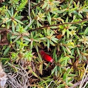 Styphelia humifusum at Carwoola, NSW - 5 Jul 2022