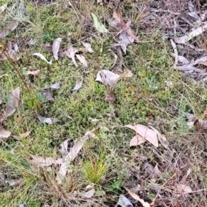 Styphelia humifusum at Carwoola, NSW - 5 Jul 2022