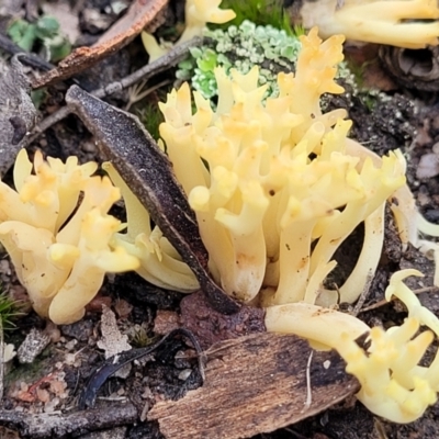 Ramaria sp. (genus) (A Coral fungus) at Carwoola, NSW - 5 Jul 2022 by trevorpreston