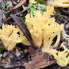 Ramaria sp. (A Coral fungus) at Carwoola, NSW - 5 Jul 2022 by trevorpreston
