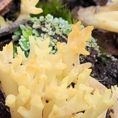 Ramaria sp. at Carwoola, NSW - 5 Jul 2022