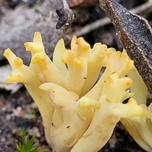 Ramaria sp. at Carwoola, NSW - 5 Jul 2022 01:58 PM