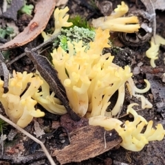 Ramaria sp. at Carwoola, NSW - 5 Jul 2022