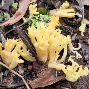 Ramaria sp. at Carwoola, NSW - 5 Jul 2022 01:58 PM