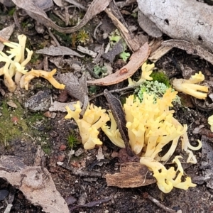 Ramaria sp. at Carwoola, NSW - 5 Jul 2022