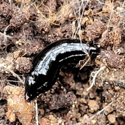 Parakontikia atrata (The Black planarian) at Stony Creek Nature Reserve - 5 Jul 2022 by trevorpreston