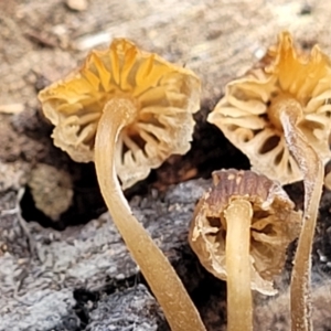 zz agaric (stem; gills white/cream) at Carwoola, NSW - 5 Jul 2022 01:54 PM