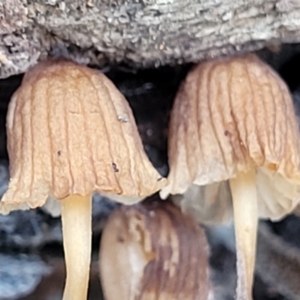 zz agaric (stem; gills white/cream) at Carwoola, NSW - 5 Jul 2022 01:54 PM