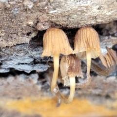 zz agaric (stem; gills white/cream) at Carwoola, NSW - 5 Jul 2022 01:54 PM