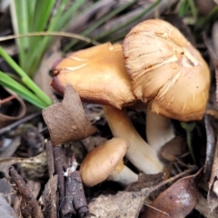 Cortinarius sp. at Stony Creek Nature Reserve - 5 Jul 2022 by trevorpreston