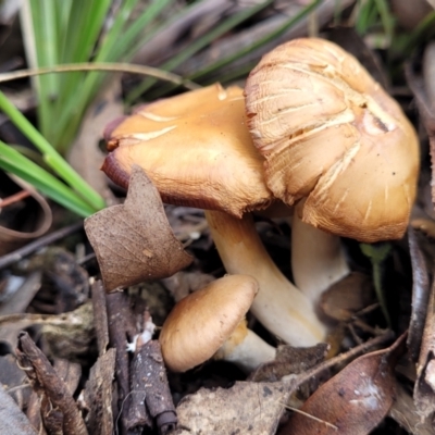 Unidentified Cap on a stem; gills below cap [mushrooms or mushroom-like] at Carwoola, NSW - 5 Jul 2022 by trevorpreston