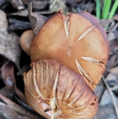 Cortinarius sp. at Carwoola, NSW - 5 Jul 2022