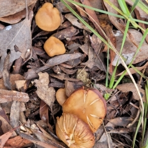 Cortinarius sp. at Carwoola, NSW - 5 Jul 2022