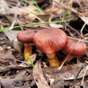 Cortinarius sp. at Carwoola, NSW - 5 Jul 2022