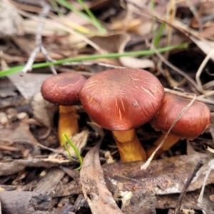 Coprinus sp. (Coprinus) at Carwoola, NSW by trevorpreston