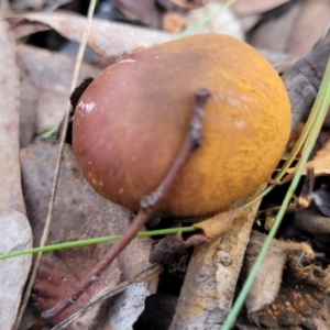 Cortinarius sp. at Carwoola, NSW - 5 Jul 2022