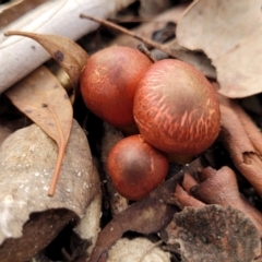 Cortinarius sp. at Carwoola, NSW - 5 Jul 2022