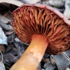 Cortinarius sp. at Carwoola, NSW - 5 Jul 2022