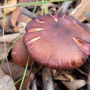 Cortinarius sp. at Carwoola, NSW - 5 Jul 2022