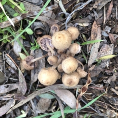 Unidentified Cap on a stem; gills below cap [mushrooms or mushroom-like] (TBC) at Hughes Garran Woodland - 30 Jun 2022 by ruthkerruish