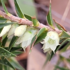 Melichrus urceolatus (Urn Heath) at Stony Creek Nature Reserve - 5 Jul 2022 by trevorpreston