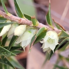 Melichrus urceolatus (Urn Heath) at Carwoola, NSW - 5 Jul 2022 by trevorpreston
