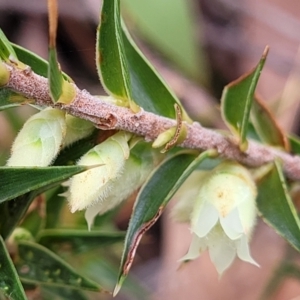 Melichrus urceolatus at Carwoola, NSW - 5 Jul 2022 01:48 PM