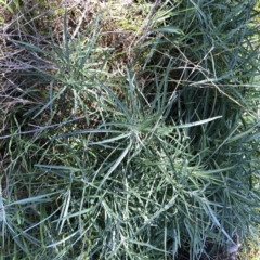 Senecio quadridentatus (Cotton Fireweed) at Hughes, ACT - 26 Jun 2022 by ruthkerruish