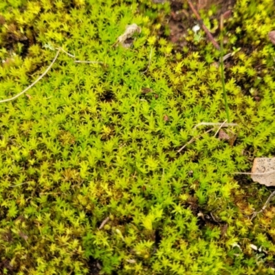 Pottiaceae (family) (A moss) at QPRC LGA - 5 Jul 2022 by trevorpreston