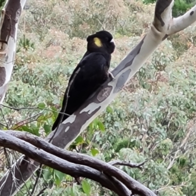 Zanda funerea (Yellow-tailed Black-Cockatoo) at Isaacs Ridge and Nearby - 5 Jul 2022 by Mike