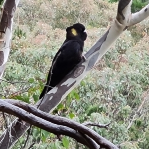 Calyptorhynchus funereus (Yellow-tailed Black-Cockatoo) at Isaacs, ACT by Mike