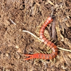 Cormocephalus sp.(genus) (Scolopendrid Centipede) at Stony Creek Nature Reserve - 5 Jul 2022 by trevorpreston