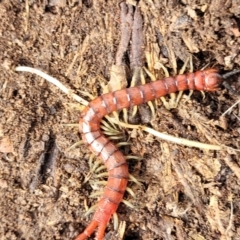 Cormocephalus sp.(genus) at Carwoola, NSW - 5 Jul 2022 01:45 PM