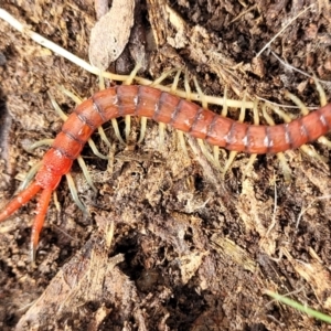 Cormocephalus sp.(genus) at Carwoola, NSW - 5 Jul 2022 01:45 PM