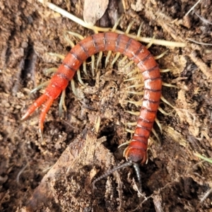 Cormocephalus sp.(genus) at Carwoola, NSW - 5 Jul 2022 01:45 PM